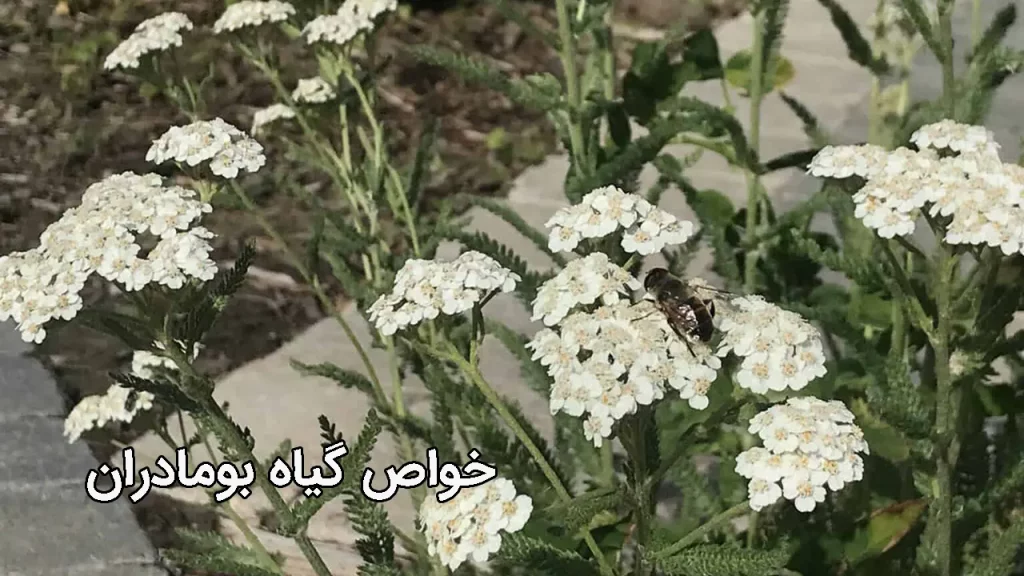 خواص گیاه بومادران دمنوش