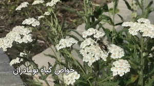 خواص گیاه بومادران دمنوش
